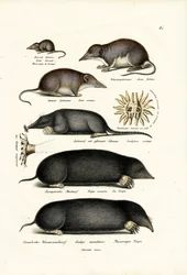 Musarañas, 1824